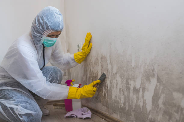 Best Residential Mold Inspection & Testing  in Solvay, NY